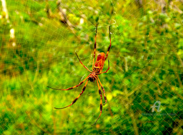 Fotografía titulada "spider everglades" por Gor Don(Gnie), Obra de arte original, Fotografía digital