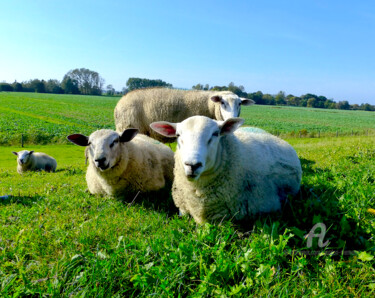 Fotografía titulada "sheep north sea coa…" por Gor Don(Gnie), Obra de arte original, Fotografía digital