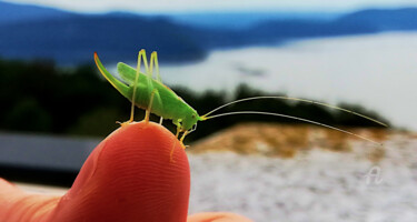 Photographie intitulée "grasshopper central…" par Gor Don(Gnie), Œuvre d'art originale, Photographie numérique