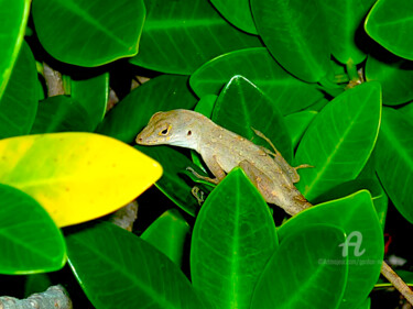 Fotografía titulada "gecko everglades" por Gor Don(Gnie), Obra de arte original, Fotografía digital