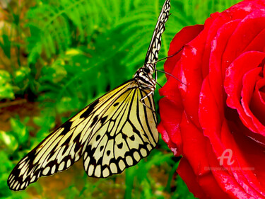 Photographie intitulée "butterfly house cen…" par Gor Don(Gnie), Œuvre d'art originale, Photographie numérique