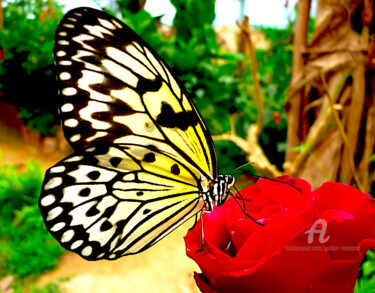 Photography titled "butterfly house cen…" by Gor Don(Gnie), Original Artwork, Digital Photography