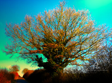 Photographie intitulée "beautiful tree nort…" par Gor Don(Gnie), Œuvre d'art originale, Photographie numérique