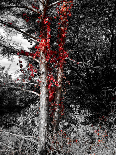 Fotografia zatytułowany „red dress” autorstwa Gor Don(Gnie), Oryginalna praca, Fotografia cyfrowa