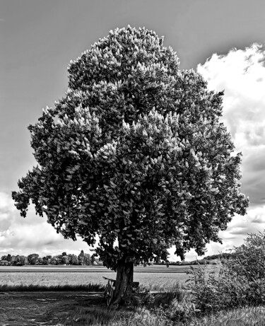 Photographie intitulée "chestnut tree" par Gor Don(Gnie), Œuvre d'art originale, Photographie numérique