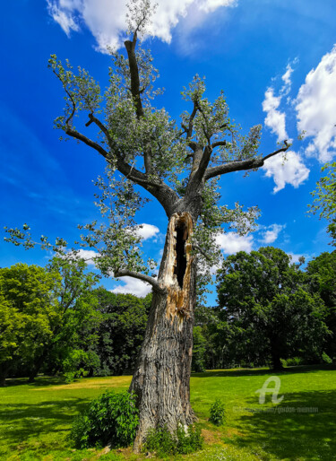 Fotografía titulada "hollow tree" por Gor Don(Gnie), Obra de arte original, Fotografía digital
