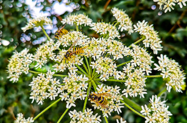 「wasps on flowers」というタイトルの写真撮影 Gor Don(Gnie)によって, オリジナルのアートワーク, デジタル