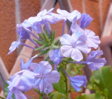 Fotografia intitolato "plumbago.jpg" da Bruno, Opera d'arte originale