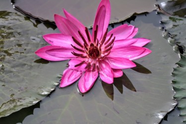 Photographie intitulée "Water Lily!" par Goutam Chakraborty, Œuvre d'art originale