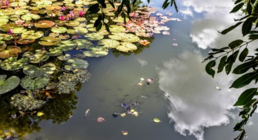 Fotografie getiteld "The Lily Pond!" door Goutam Chakraborty, Origineel Kunstwerk