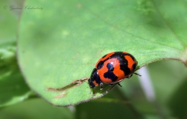 摄影 标题为“Ladybug!” 由Goutam Chakraborty, 原创艺术品
