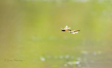 Photography titled "The Joy of Life!" by Goutam Chakraborty, Original Artwork