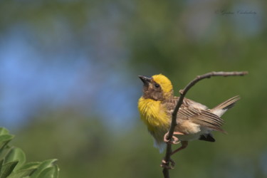 Photography titled "Weaver Bird !" by Goutam Chakraborty, Original Artwork