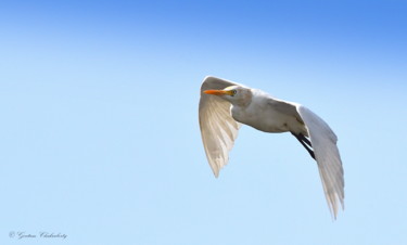 Photography titled "Morning Visitor!" by Goutam Chakraborty, Original Artwork