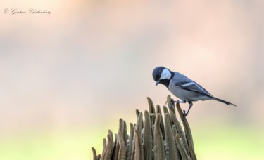 Фотография под названием "Bangalore Birds!" - Goutam Chakraborty, Подлинное произведение искусства
