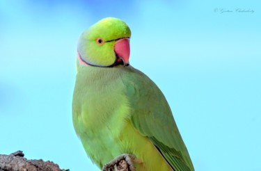 Fotografia intitulada "Bangalore Birds!" por Goutam Chakraborty, Obras de arte originais