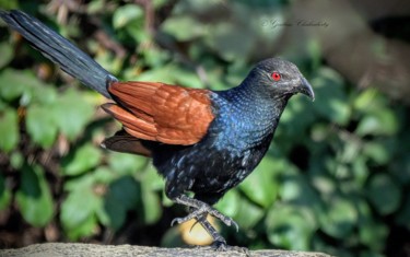 Фотография под названием "Birds Of Bangalore!" - Goutam Chakraborty, Подлинное произведение искусства