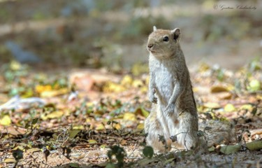 Photography titled "Where are my Nuts ?" by Goutam Chakraborty, Original Artwork