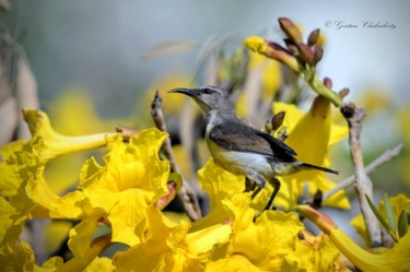 Фотография под названием "Sunbird - The Honey…" - Goutam Chakraborty, Подлинное произведение искусства