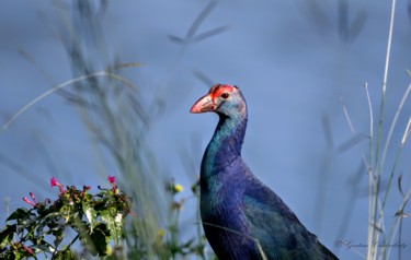 Фотография под названием "Pond Hen in Bangalo…" - Goutam Chakraborty, Подлинное произведение искусства