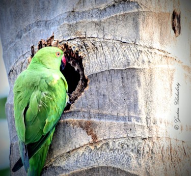 Фотография под названием "Making my Nest in B…" - Goutam Chakraborty, Подлинное произведение искусства