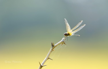 Photographie intitulée "Beautiful Creatures!" par Goutam Chakraborty, Œuvre d'art originale