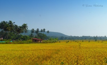 Photography titled "Gold in the Field-II" by Goutam Chakraborty, Original Artwork