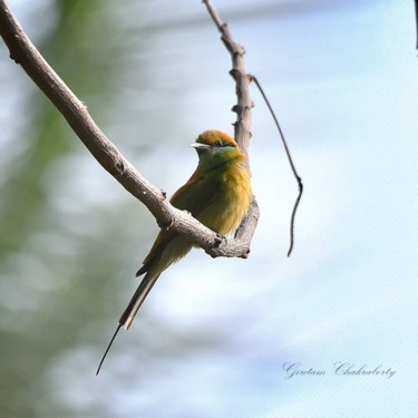 Photography titled "Common Bee Eater !" by Goutam Chakraborty, Original Artwork