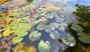Photography titled "A Temple Pond in So…" by Goutam Chakraborty, Original Artwork