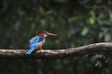Photographie intitulée "Bangalore Birds!" par Goutam Chakraborty, Œuvre d'art originale