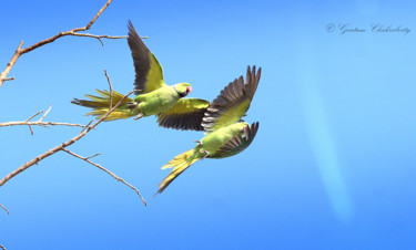 Photographie intitulée "Beautiful Creatures…" par Goutam Chakraborty, Œuvre d'art originale, Photographie numérique