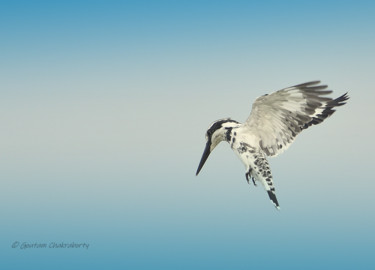 Photography titled "Pied Kingfisher Bef…" by Goutam Chakraborty, Original Artwork, Digital Photography