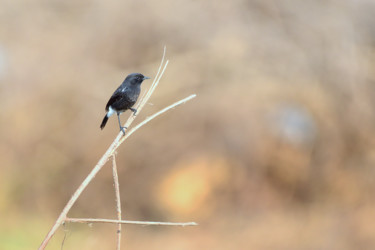 Fotografie mit dem Titel "Bangalore Birds!" von Goutam Chakraborty, Original-Kunstwerk, Digitale Fotografie