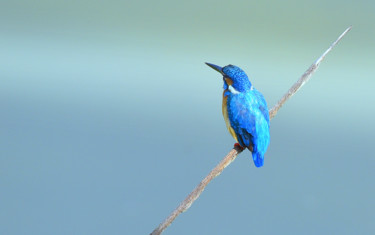 Photography titled "Common Kingfisher i…" by Goutam Chakraborty, Original Artwork, Digital Photography