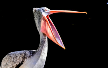Photography titled "Pelican in Bangalor…" by Goutam Chakraborty, Original Artwork, Digital Photography