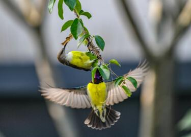 Fotografía titulada "Sunbird Couple Maki…" por Goutam Chakraborty, Obra de arte original, Fotografía digital