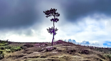 Photography titled "Lone Tree in Strom!" by Goutam Chakraborty, Original Artwork, Digital Photography
