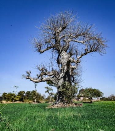 Photography titled "Tree -II" by Goutam Chakraborty, Original Artwork, Digital Photography