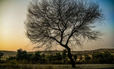 Fotografia intitulada "Tree -III" por Goutam Chakraborty, Obras de arte originais, Fotografia digital