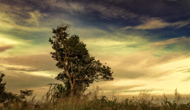 Fotografie getiteld "Lone Tree & the Eve…" door Goutam Chakraborty, Origineel Kunstwerk, Digitale fotografie