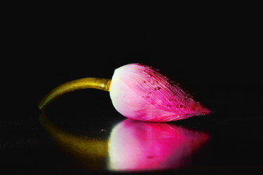 Photography titled "The Bud" by Goutam Chakraborty, Original Artwork