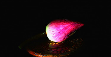 Photography titled "The Bud" by Goutam Chakraborty, Original Artwork