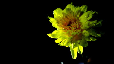 Фотография под названием "Yellow Flower" - Goutam Chakraborty, Подлинное произведение искусства