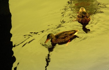 Photography titled "Ducks- Amsterdam" by Goutam Chakraborty, Original Artwork
