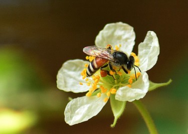 Fotografie getiteld "Working so hard!" door Goutam Chakraborty, Origineel Kunstwerk