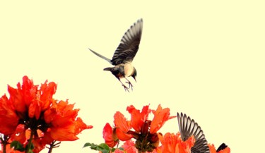 Photography titled "Nectar Hunters!" by Goutam Chakraborty, Original Artwork