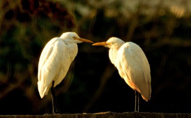 Photography titled "Old Couple!" by Goutam Chakraborty, Original Artwork