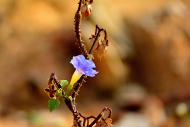 Photography titled "A tiny Flower in th…" by Goutam Chakraborty, Original Artwork