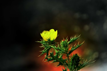 Photography titled "Wild Flower-II" by Goutam Chakraborty, Original Artwork