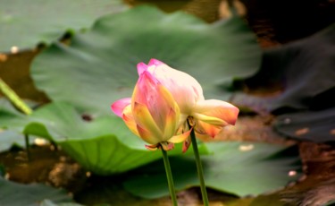 Fotografía titulada "Lotus Pond!" por Goutam Chakraborty, Obra de arte original